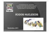 Nucleotidos 1 Medicina 2011