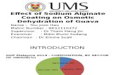 Effect of Sodium Alginate Coating on Osmotic Dehydration of Guava