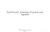 Post Harvest Grains and Legumes