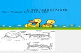 172675844 Embriologi Mata Meilani D4 Part I