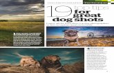 Top Tips for Dog Shoots