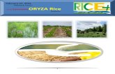 27th February 2015 Daily Exclusive ORYZA Rice E_Newsletter by Riceplus Magazine