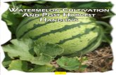 Watermelon Cultivation and Post Harvest Handling