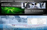 Emperor Penguin and Cannabis Plant Presentation