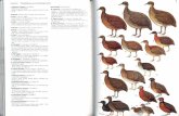 Laminas Hilty & Brown 1986 (Birds of Colombia)