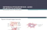Spermatogenesis and Fertilization