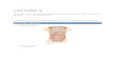 Lecture 6 - Anatomy of the Anterolateral Abdominal Wall and Inguinal Region