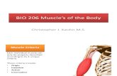 BIO 206 (2) Muscles of the Body and Upper Limb