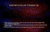 7.Nervous Tissue