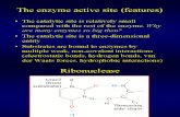 2 Enzymes & Enzyme Kinetics