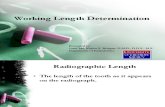 Endodontics Working Length