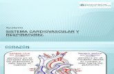 Sistema cardiovascular  y respiratorio.pptx