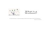 2_7- What is a Wetland