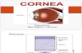 Cornea Final Presentation