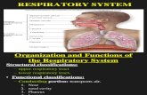 Human Respiratory System and Mechanics.ppt