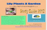 Study Guide of Lily Plants a Garden