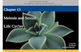 13 MeiosisAndSexualLifeCycle 13 Lecture Presentation