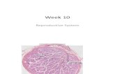 Histology Week 10- Reproductive System