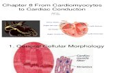 Chapter 8 Cardiomyocytes