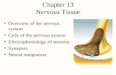 13 Nervous Tissue