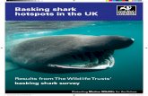 Basking Sharks report UK
