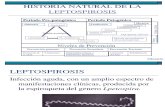 Historia Natural de La Leptospirosis(1)