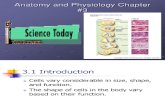 Anatomy and Physiology Chapter 3