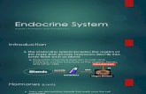 Endocrine System Report (ANATOMY)