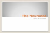 The Neurones