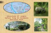Adventure Of Jungle Safari Trip At Gorumara National Park