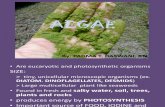 Algae , Protozoa and Fungi