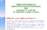 Microbes in Daily Life.pptx