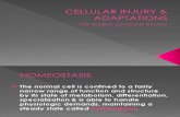 Cellular Injury & Adaptations