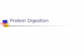 17 Digestion de Proteinas
