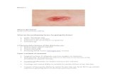 Dermatology slides