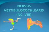 Nervus Vestibulcochlearis (Nc Viii)