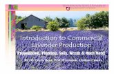 Lavender Growing Web