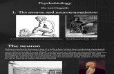 Lecture 1 - The Neuron and Neurotransmission