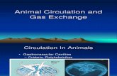 Animal Circulation and Respiration
