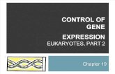 15-Control of Gene Expression-Eukaryotes Part II