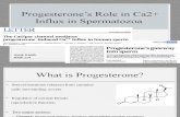Progesterone’s Role in Ca2+ Influx in Spermatozoa