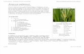 acorus calamus - wikipedia, the free encyclopedia