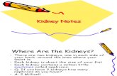 Kidney Notes Where Are the Kidneys701