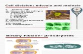 07. Cell division.ppt