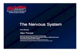 Introduction to Nervous System and Spinal Nerves