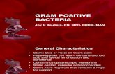 Gram Positive Bacterianew