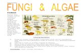 An Introduction to Fungi and Algae