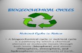 g - Biogeochemical Cycles Group 7
