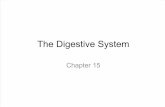 Ch 15 the Digestive System