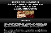 Determinación semicuantitativa de lectinas en leguminosas